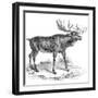 Moose Deer, 19th Century-null-Framed Giclee Print