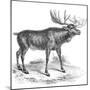 Moose Deer, 19th Century-null-Mounted Giclee Print