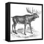 Moose Deer, 19th Century-null-Framed Stretched Canvas