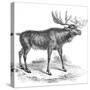 Moose Deer, 19th Century-null-Stretched Canvas