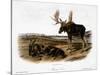 Moose Deer (Cervus Alces)-John Woodhouse Audubon-Stretched Canvas