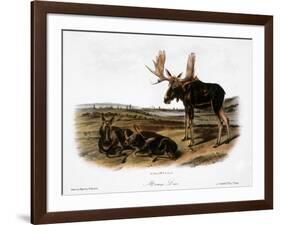 Moose Deer (Cervus Alces)-John Woodhouse Audubon-Framed Giclee Print