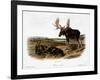 Moose Deer (Cervus Alces)-John Woodhouse Audubon-Framed Giclee Print