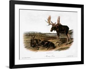 Moose Deer (Cervus Alces)-John Woodhouse Audubon-Framed Giclee Print