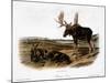 Moose Deer (Cervus Alces)-John Woodhouse Audubon-Mounted Giclee Print