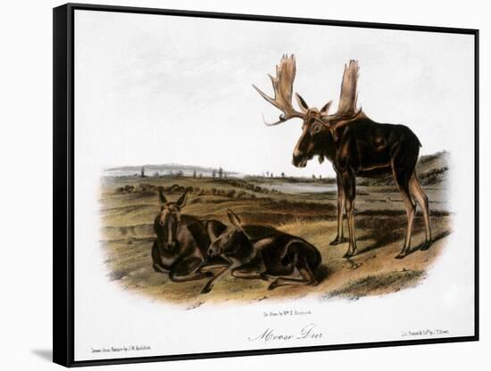 Moose Deer (Cervus Alces)-John Woodhouse Audubon-Framed Stretched Canvas