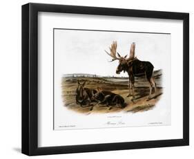 Moose Deer (Cervus Alces)-John Woodhouse Audubon-Framed Premium Giclee Print