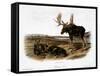 Moose Deer (Cervus Alces)-John Woodhouse Audubon-Framed Stretched Canvas