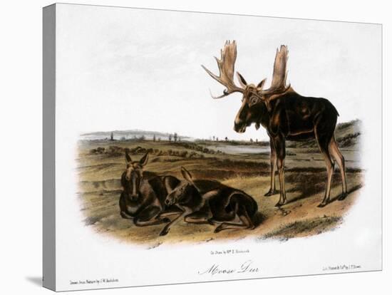 Moose Deer (Cervus Alces)-John Woodhouse Audubon-Stretched Canvas