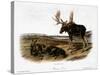 Moose Deer (Cervus Alces)-John Woodhouse Audubon-Stretched Canvas