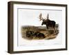 Moose Deer (Cervus Alces)-John Woodhouse Audubon-Framed Giclee Print