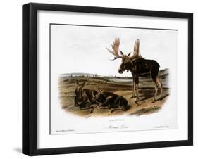 Moose Deer (Cervus Alces)-John Woodhouse Audubon-Framed Giclee Print