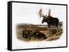 Moose Deer (Cervus Alces)-John Woodhouse Audubon-Framed Stretched Canvas