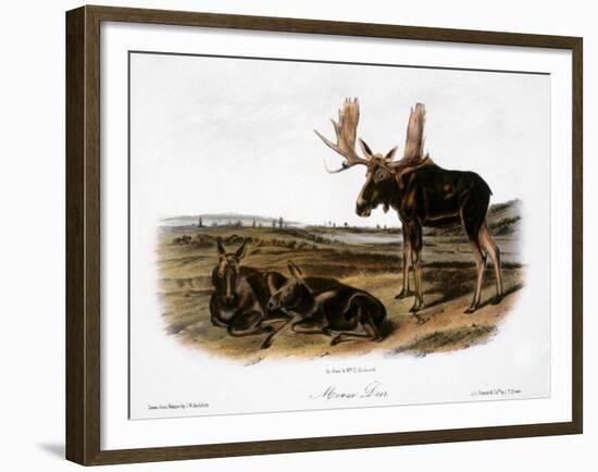 Moose Deer (Cervus Alces)-John Woodhouse Audubon-Framed Giclee Print