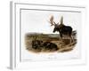 Moose Deer (Cervus Alces)-John Woodhouse Audubon-Framed Giclee Print