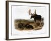 Moose Deer (Cervus Alces)-John Woodhouse Audubon-Framed Giclee Print