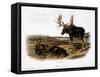 Moose Deer (Cervus Alces)-John Woodhouse Audubon-Framed Stretched Canvas