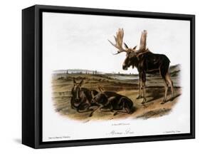 Moose Deer (Cervus Alces)-John Woodhouse Audubon-Framed Stretched Canvas