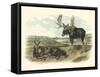 Moose Deer-John James Audubon-Framed Stretched Canvas