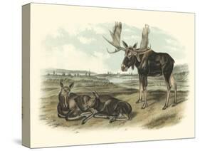 Moose Deer-John James Audubon-Stretched Canvas