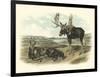 Moose Deer-John James Audubon-Framed Art Print