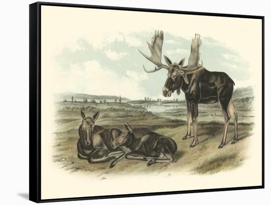 Moose Deer-John James Audubon-Framed Stretched Canvas