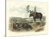 Moose Deer-John James Audubon-Stretched Canvas