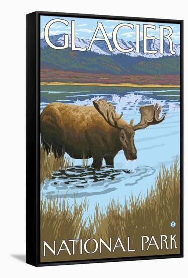 Moose Drinking at Lake, Glacier National Park, Montana-Lantern Press-Framed Stretched Canvas