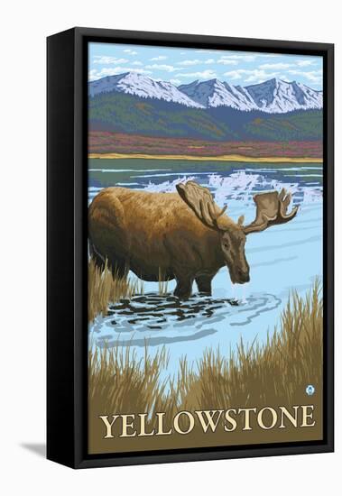 Moose Drinking at Lake, Yellowstone National Park-Lantern Press-Framed Stretched Canvas