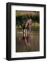 Moose Drinking from River-DLILLC-Framed Photographic Print