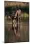 Moose Drinking from River-DLILLC-Mounted Photographic Print