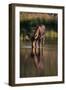 Moose Drinking from River-DLILLC-Framed Photographic Print