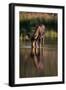 Moose Drinking from River-DLILLC-Framed Photographic Print