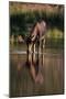 Moose Drinking from River-DLILLC-Mounted Photographic Print