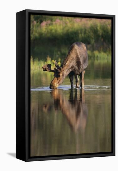 Moose Drinking-DLILLC-Framed Stretched Canvas