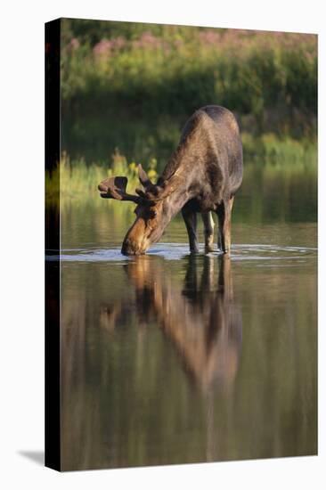 Moose Drinking-DLILLC-Stretched Canvas