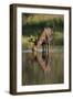 Moose Drinking-DLILLC-Framed Premium Photographic Print