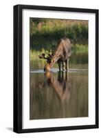 Moose Drinking-DLILLC-Framed Premium Photographic Print