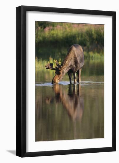 Moose Drinking-DLILLC-Framed Premium Photographic Print