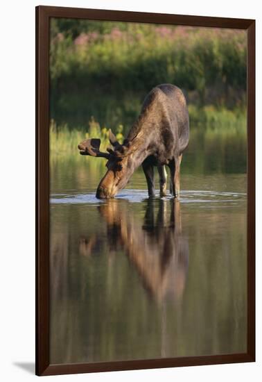 Moose Drinking-DLILLC-Framed Premium Photographic Print