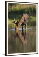 Moose Drinking-DLILLC-Framed Premium Photographic Print