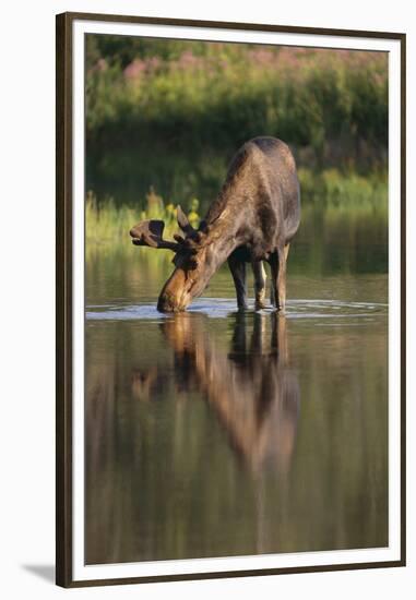 Moose Drinking-DLILLC-Framed Premium Photographic Print