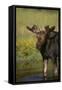 Moose Drinking-DLILLC-Framed Stretched Canvas