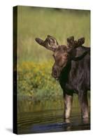 Moose Drinking-DLILLC-Stretched Canvas
