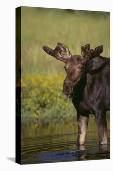 Moose Drinking-DLILLC-Stretched Canvas