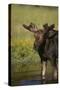 Moose Drinking-DLILLC-Stretched Canvas