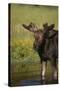 Moose Drinking-DLILLC-Stretched Canvas