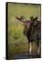 Moose Drinking-DLILLC-Framed Stretched Canvas