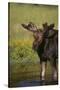 Moose Drinking-DLILLC-Stretched Canvas