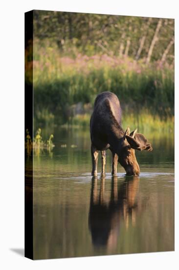 Moose Drinking-DLILLC-Stretched Canvas